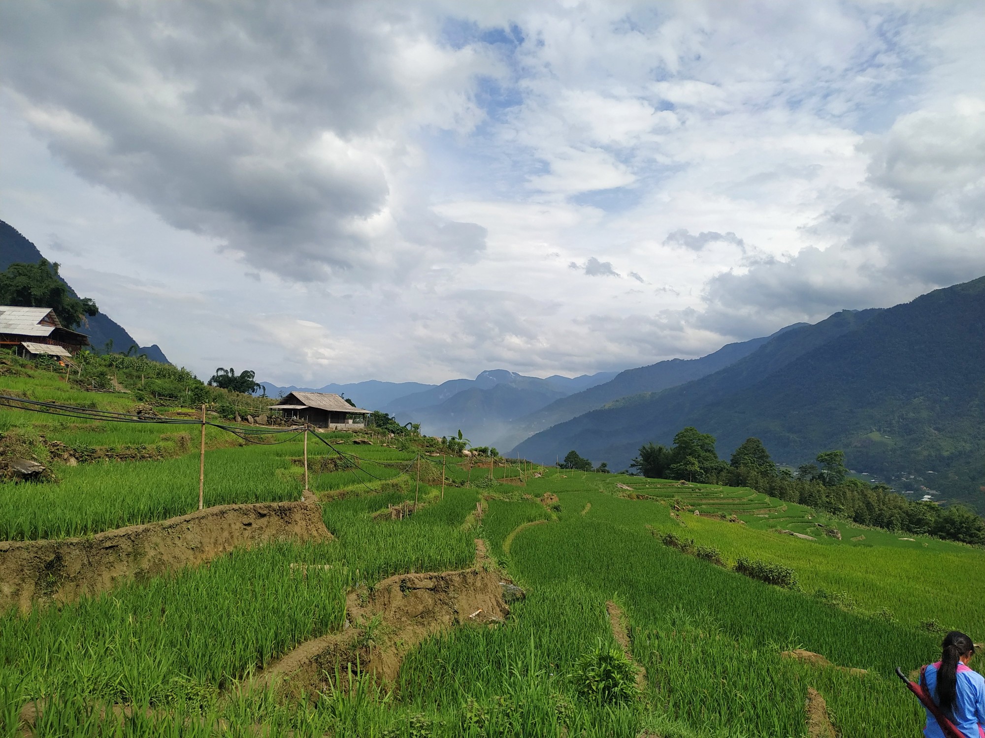 Sapa